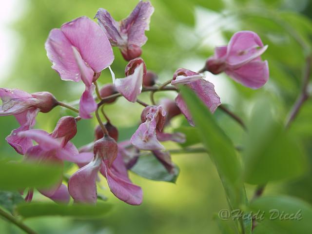 Lespedeza thunbergii_1.JPG
